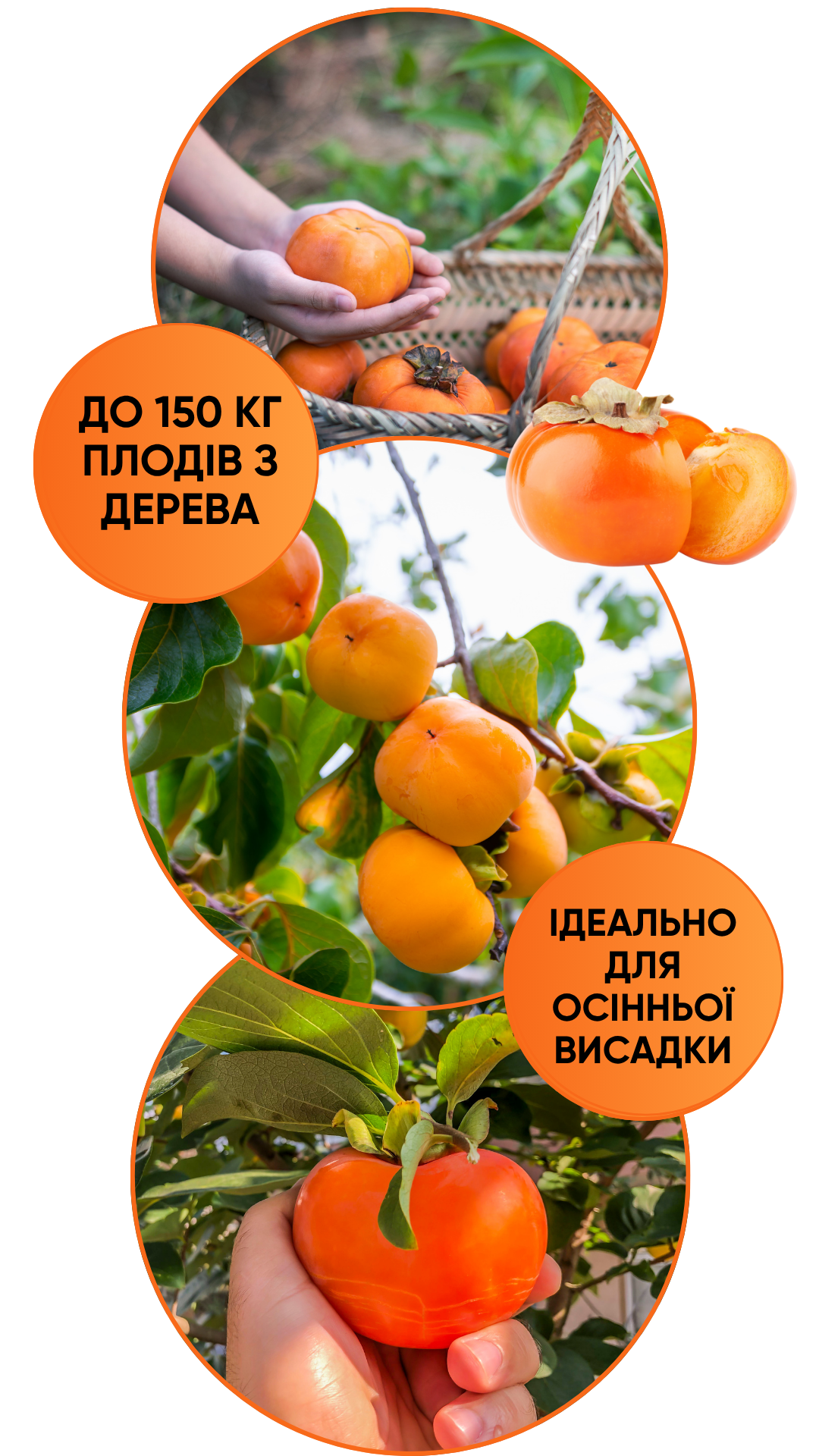 Image title