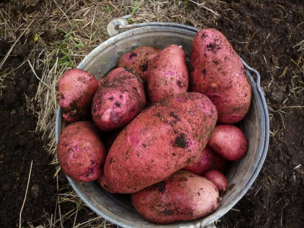 Заголовок